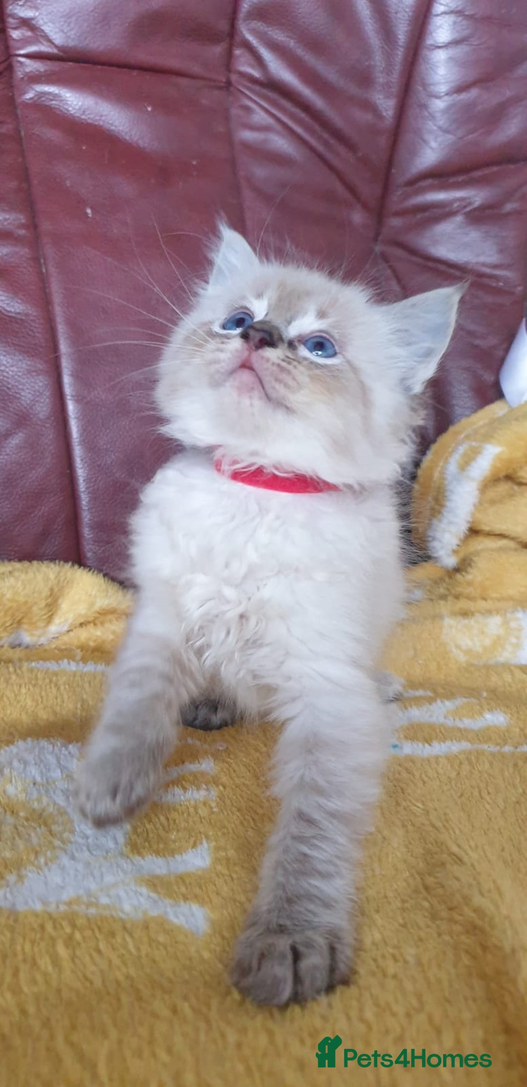 Ragdoll cats for sale: Stunning GCCF Registered Ragdoll Kittens. - Image 12