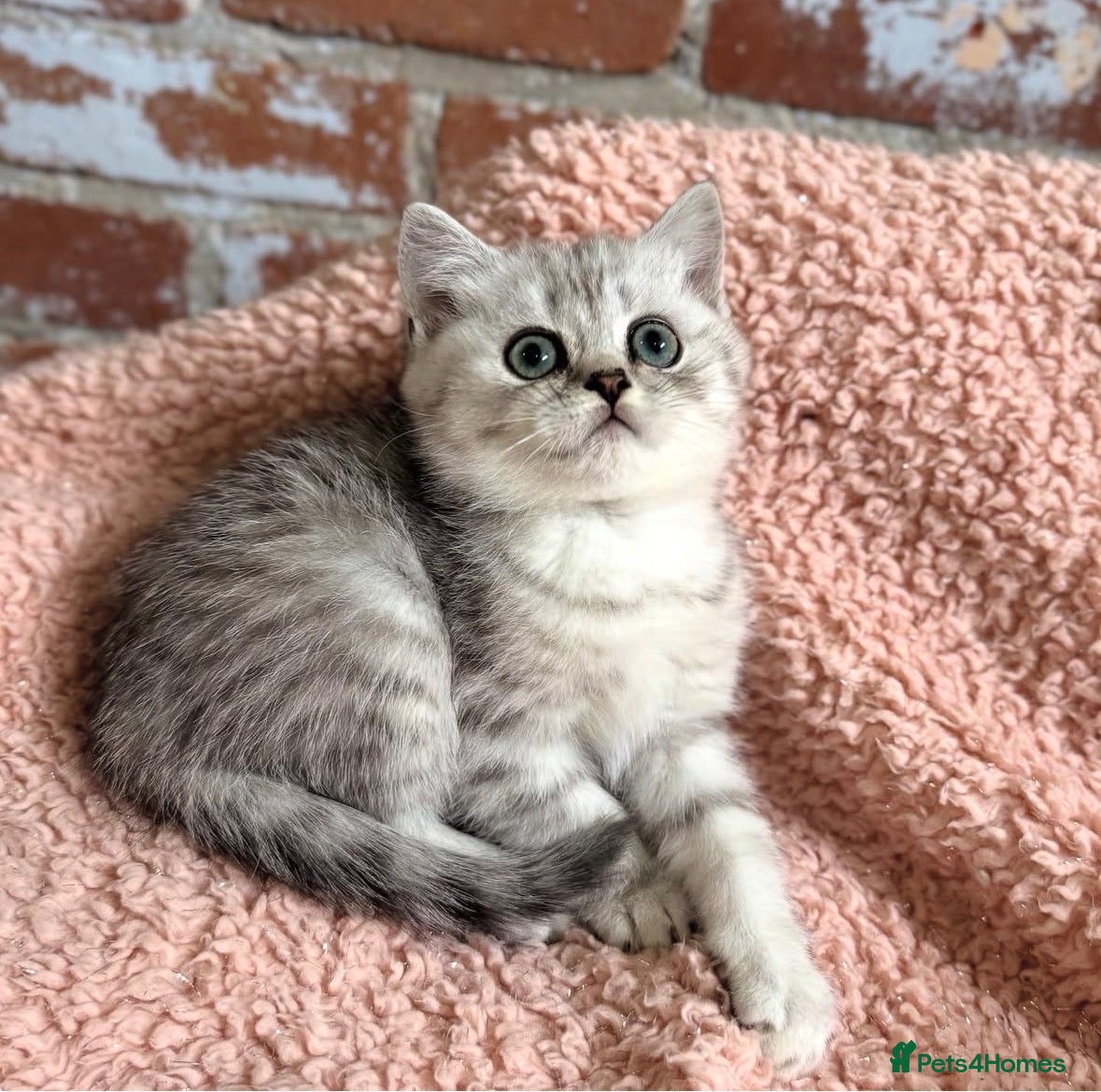 British Shorthair cats Gorgeous silver female British shorthair kitten - Advert 7