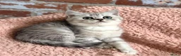 British Shorthair cats for sale: Gorgeous silver female British shorthair kitten - Advert 1