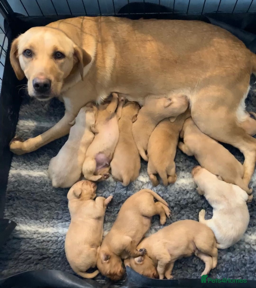 Labrador Retriever dogs for sale: Kc registered Labrador 5 star homes only  - Advert 10