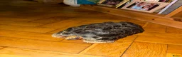 Tortoise reptiles for sale: Red footed tortoise - Advert 2