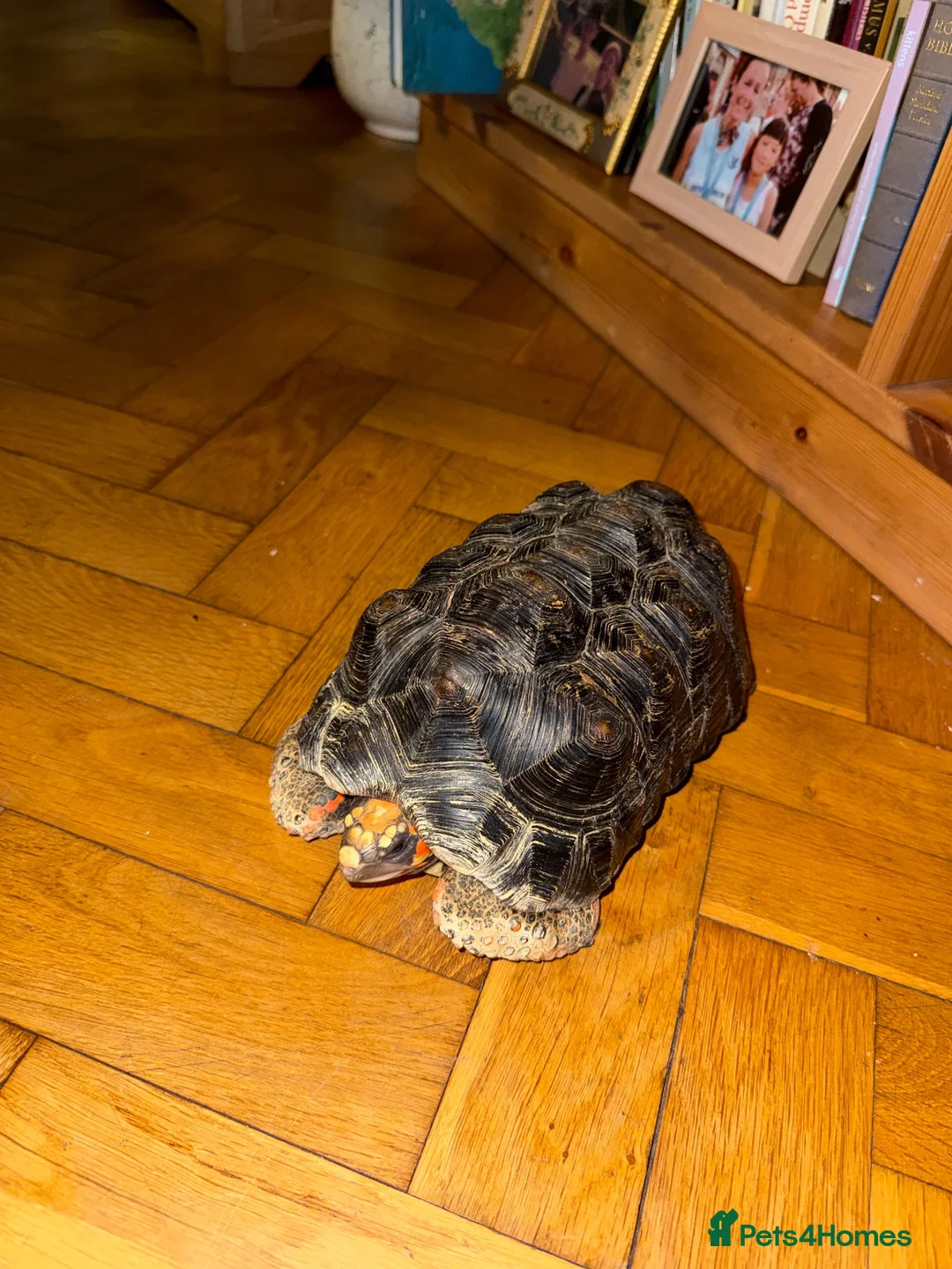 Tortoise reptiles for sale: Red footed tortoise - Advert 2