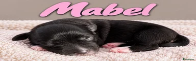 Mable