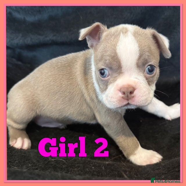Boston Terrier dogs KC Registered Boston Terrier - Advert 1