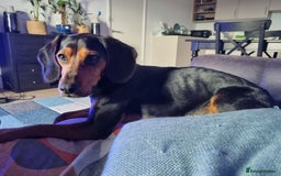 Bocker dogs for sale: Bocker for Sale - Image 2