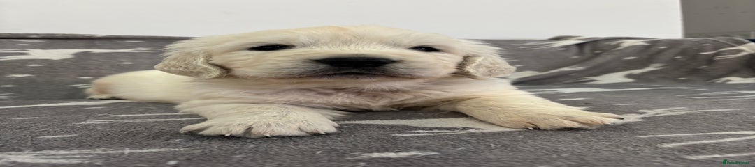 Golden Retriever Puppy 4