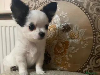 Chihuahua dogs ❤️ 1 BEAUTIFUL BOY LEFT ❤️ - Advert 1