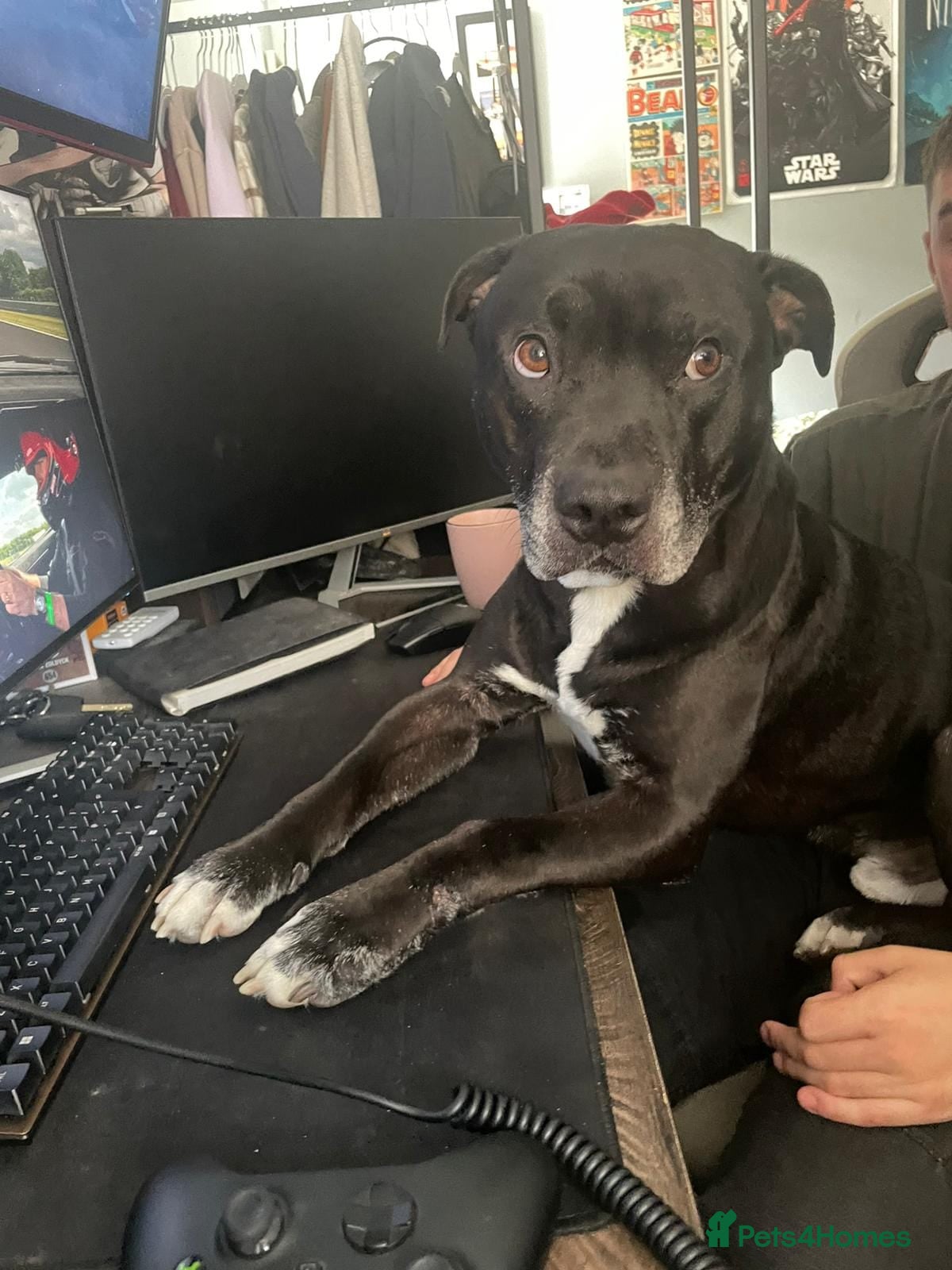 Mixed Breed dogs 💙PO💙 5 yo boy- gentle, kind and loving soul - Advert 6