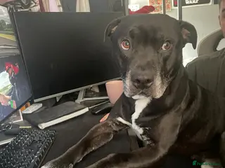 Mixed Breed dogs 💙PO💙 5 yo boy- gentle, kind and loving soul - Advert 6