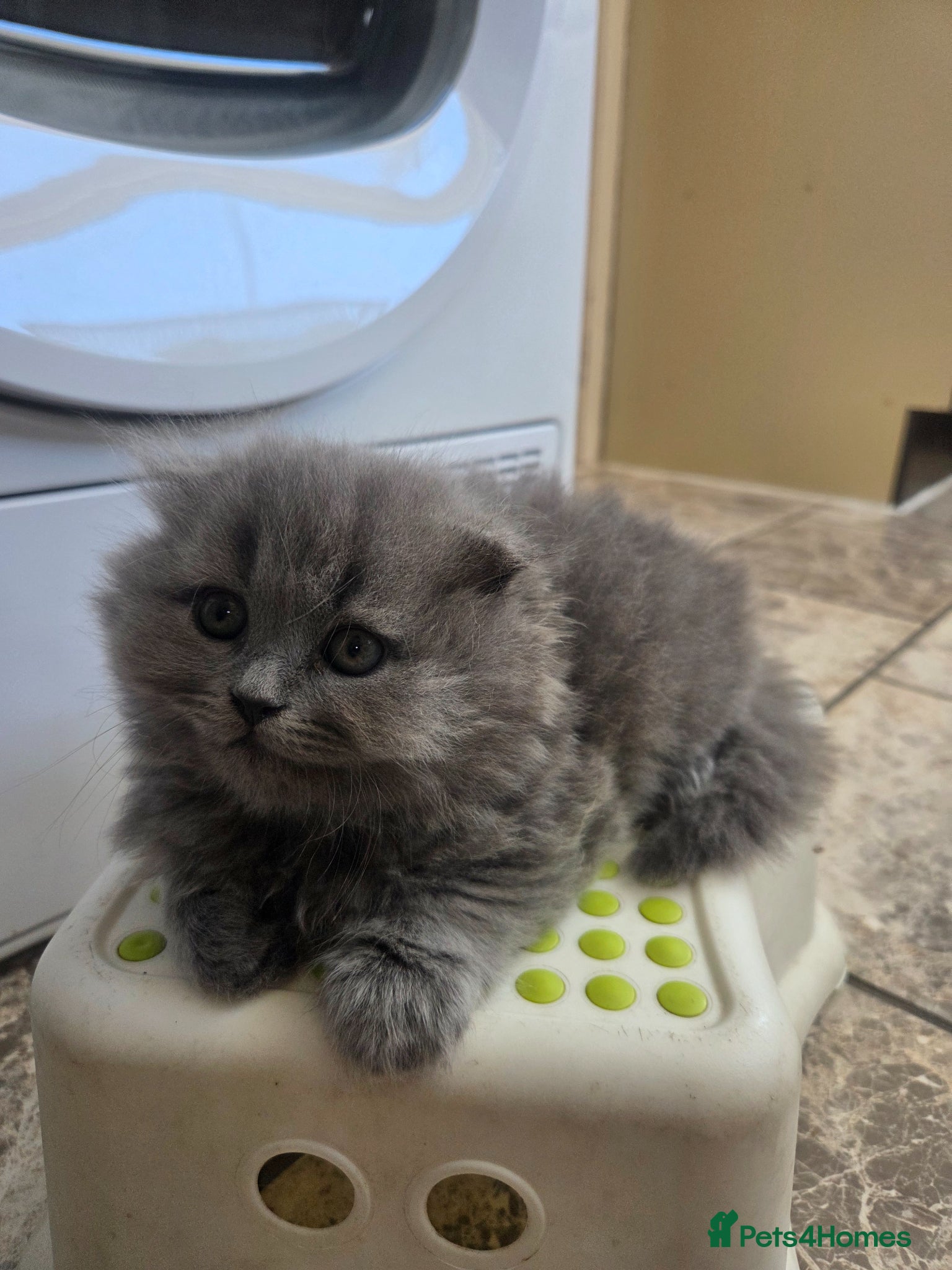 British Shorthair cats for sale: Kittens blue longhair boys and girl in Nottingham - Advert 14