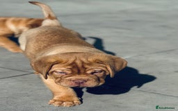 Dogue De Bordeaux dogs for sale: 🐾 Dogue de Bordeaux – Chunky True type- Ready 🐾 - Image 11