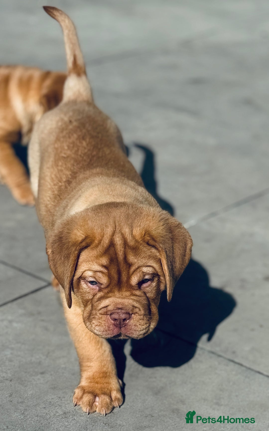 Dogue De Bordeaux dogs for sale: 🐾 Dogue de Bordeaux – Chunky True type- Ready 🐾 - Image 11
