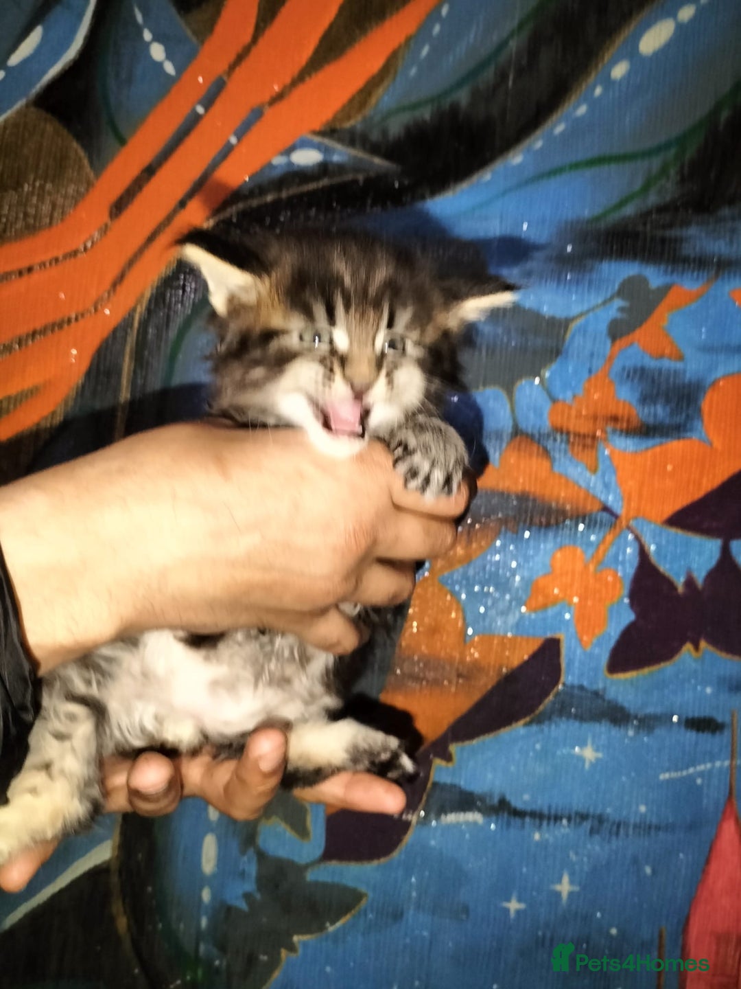 Maine Coon cats for sale: Maine coone kittens  - Advert 10