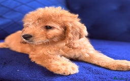 Cockapoo dogs for sale: Beautiful cockapoo puppies only  girls left  - Image 13
