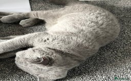 British Shorthair cats for sale: British Shorthair Female kitten-Ready to leave now in Keighley - Image 6