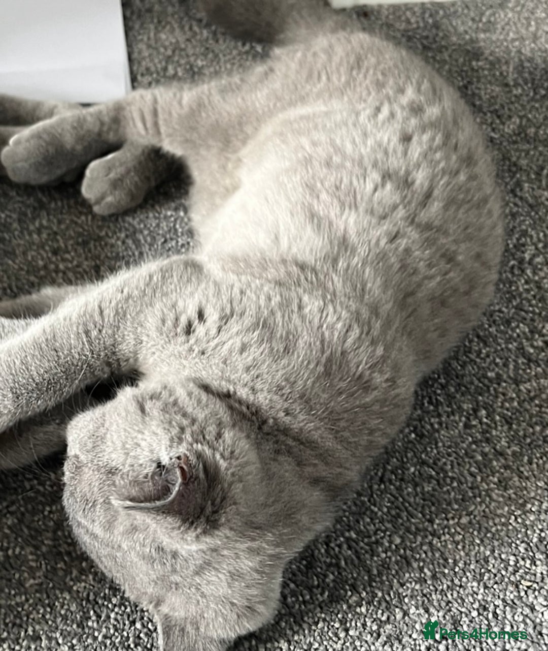 British Shorthair cats for sale: British Shorthair Female kitten-Ready to leave now in Keighley - Image 6