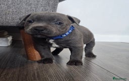 Staffordshire Bull Terrier dogs for sale: Kc Blue staffordshire bull terrier puppies - Image 11