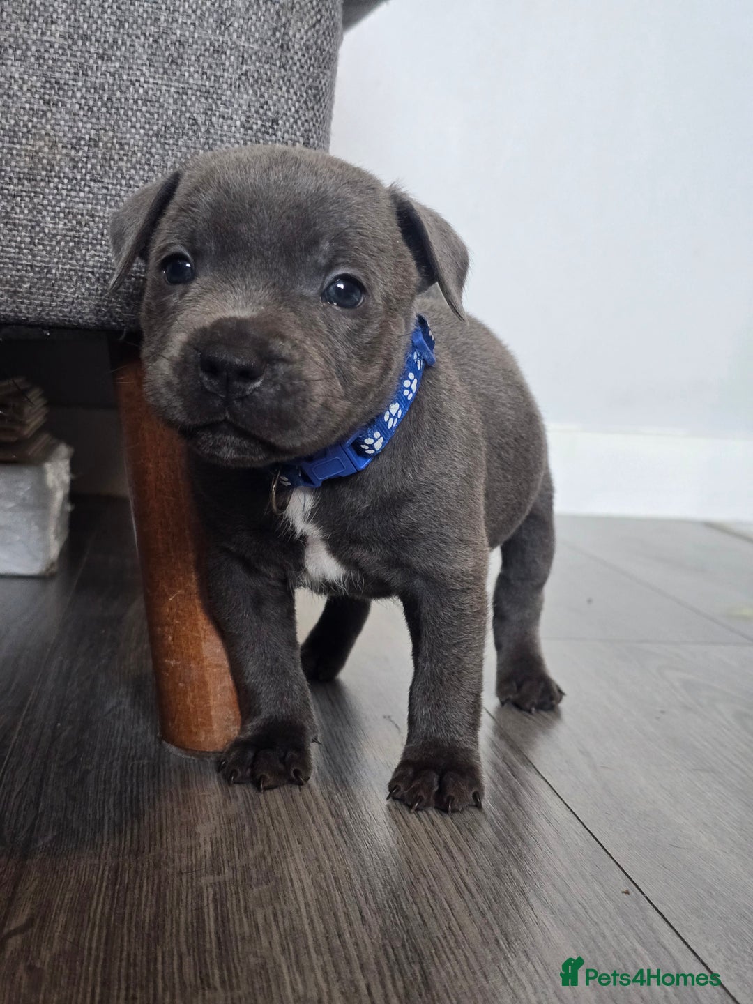 Staffordshire Bull Terrier dogs for sale: Kc Blue staffordshire bull terrier puppies - Image 11
