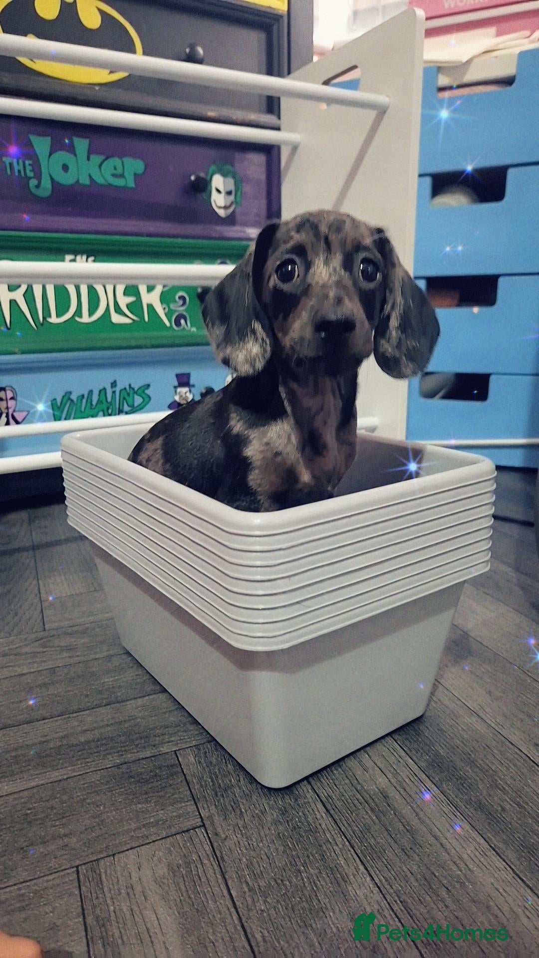Mixed Breed dogs 🩷🩵💖💖 1 MALE 1 FEMALE DOXIEPOO PUPS 💖💖🩵🩷 - Advert 4