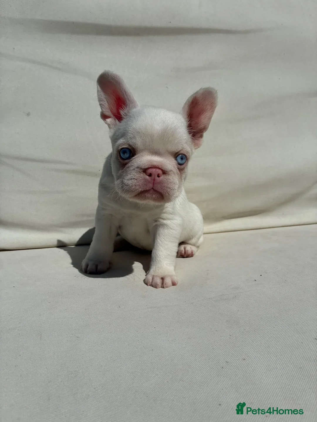 French Bulldog dogs for sale: LAST GIRL PINK PLATNIUM MERLE LEFT - Advert 2