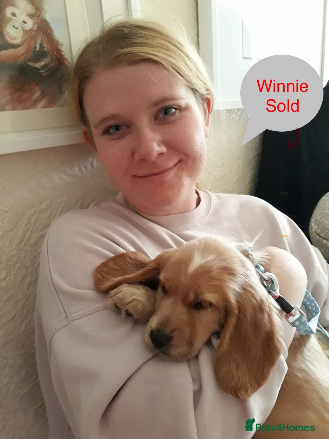 Sprocker dogs for sale: Sprockers 3/4 Cocker spaniel puppies for sale - Image 10