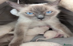 Ragdoll cats for sale: Ragdolls - Image 8