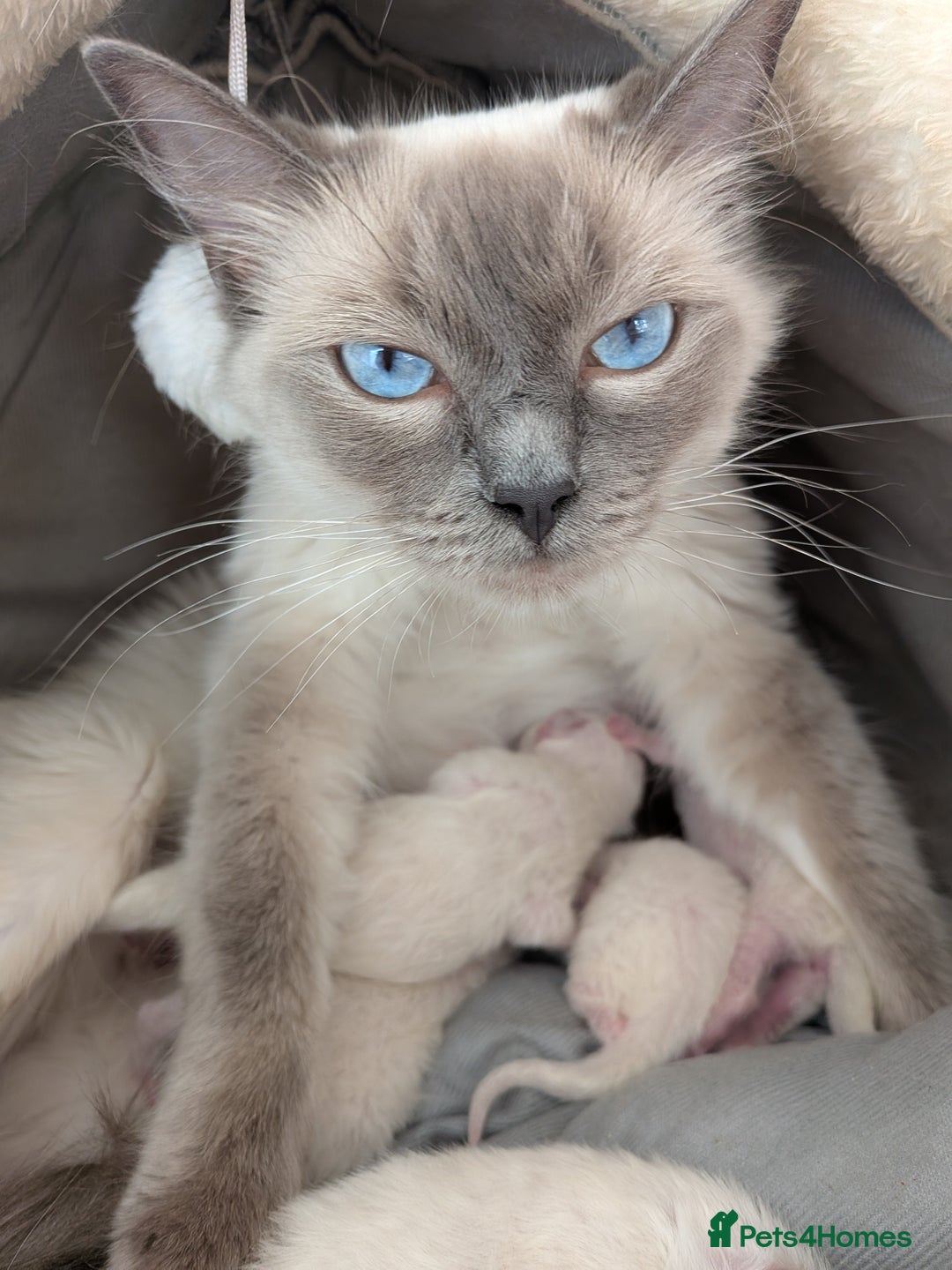 Ragdoll cats for sale: Ragdolls - Image 8