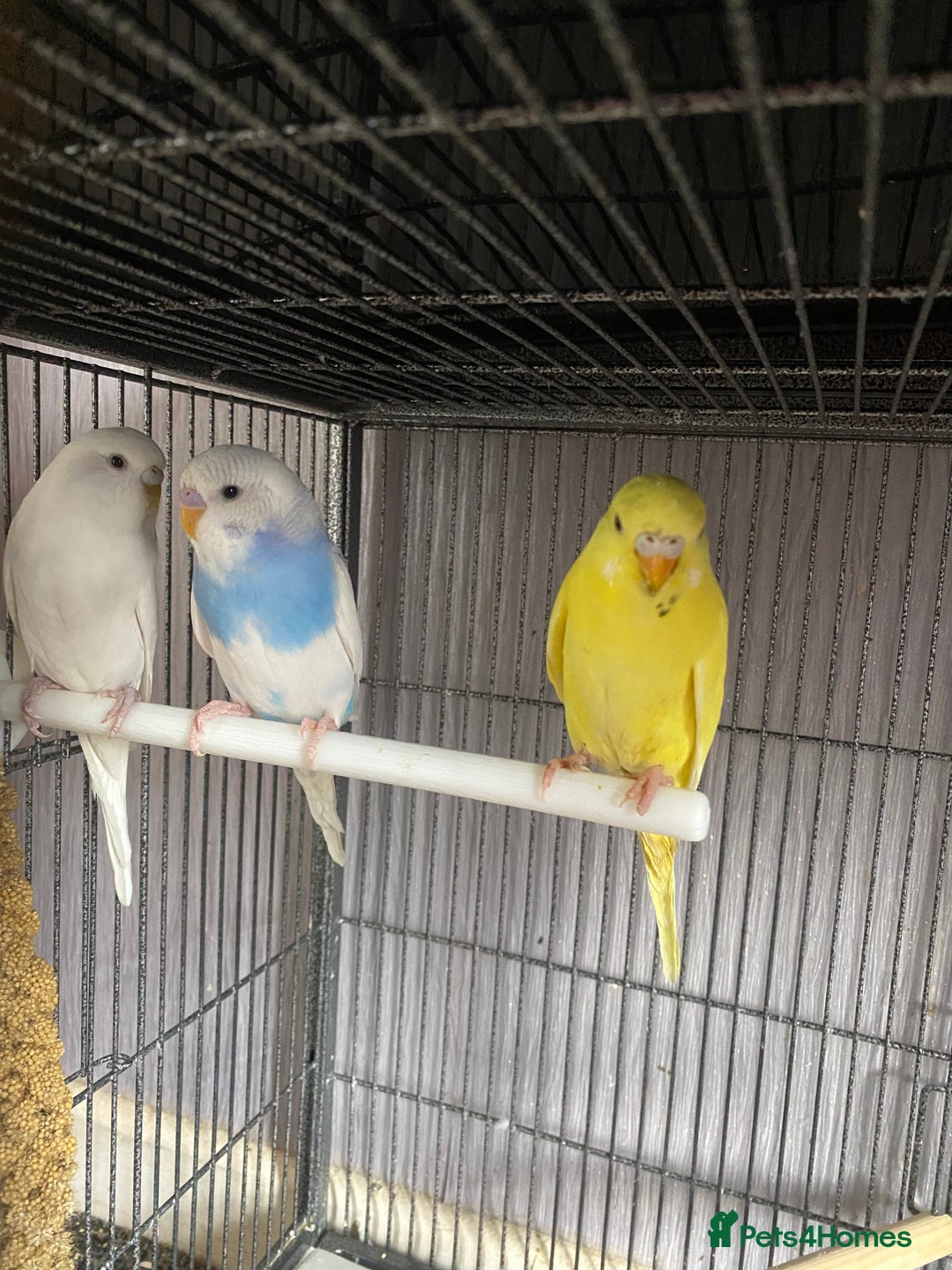 Lovebirds birds for sale: 3 pairs of budgies - Image 4