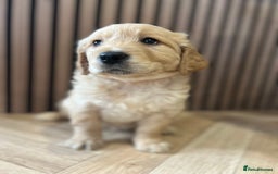 Mixed Breed dogs for sale: Golden mountain doodles  - Advert 10