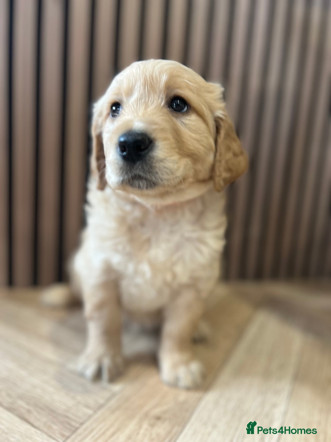 Mixed Breed dogs for sale: Golden mountain doodles  - Advert 10