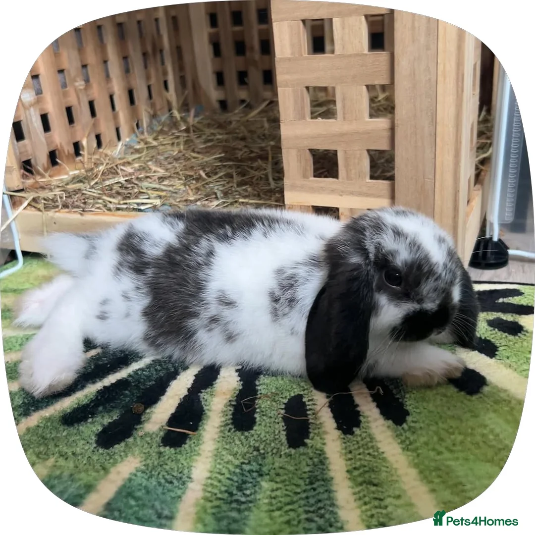 Mini Lop rabbits for sale: 9 Week Old Male Mini Lop  - Advert 2