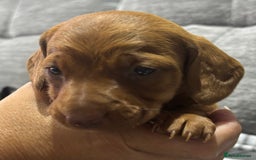 Miniature Dachshund dogs for sale: Beautiful KC Reg Miniature Dachshund Puppies - Image 14