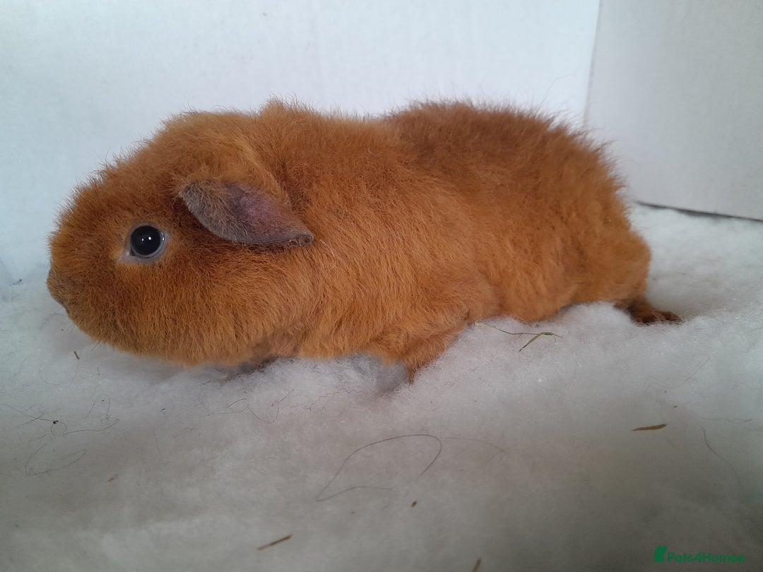 Guinea Pig rodents for sale: Teddy Guinea Pig Boars - Advert 2