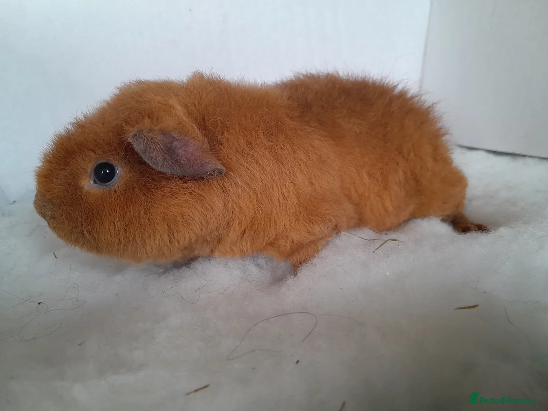 Guinea Pig rodents for sale: Guinea Pig Boars - Advert 2