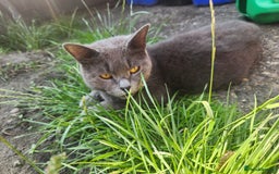 Mixed Breed cats for sale: British Shorthair mixed - Image 11