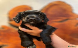 Cocker Spaniel dogs for sale: 1 Beautiful KC Reg working cocker bitch left! - Image 8
