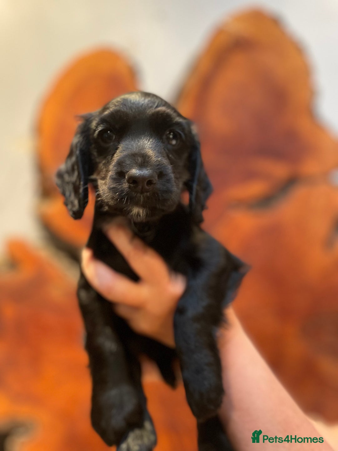 Cocker Spaniel dogs for sale: 1 Beautiful KC Reg working cocker bitch left! - Image 8