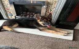 German Shepherd dogs for sale: 💙 German Shepherd Looking for His Forever Home 💙 - Image 9