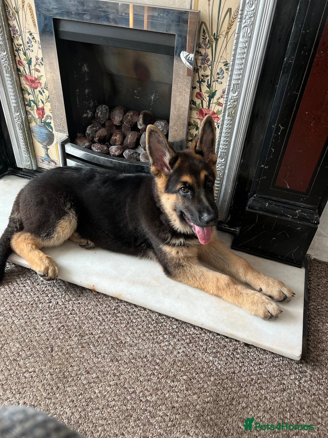 German Shepherd dogs for sale: 💙 German Shepherd Looking for His Forever Home 💙 - Image 9