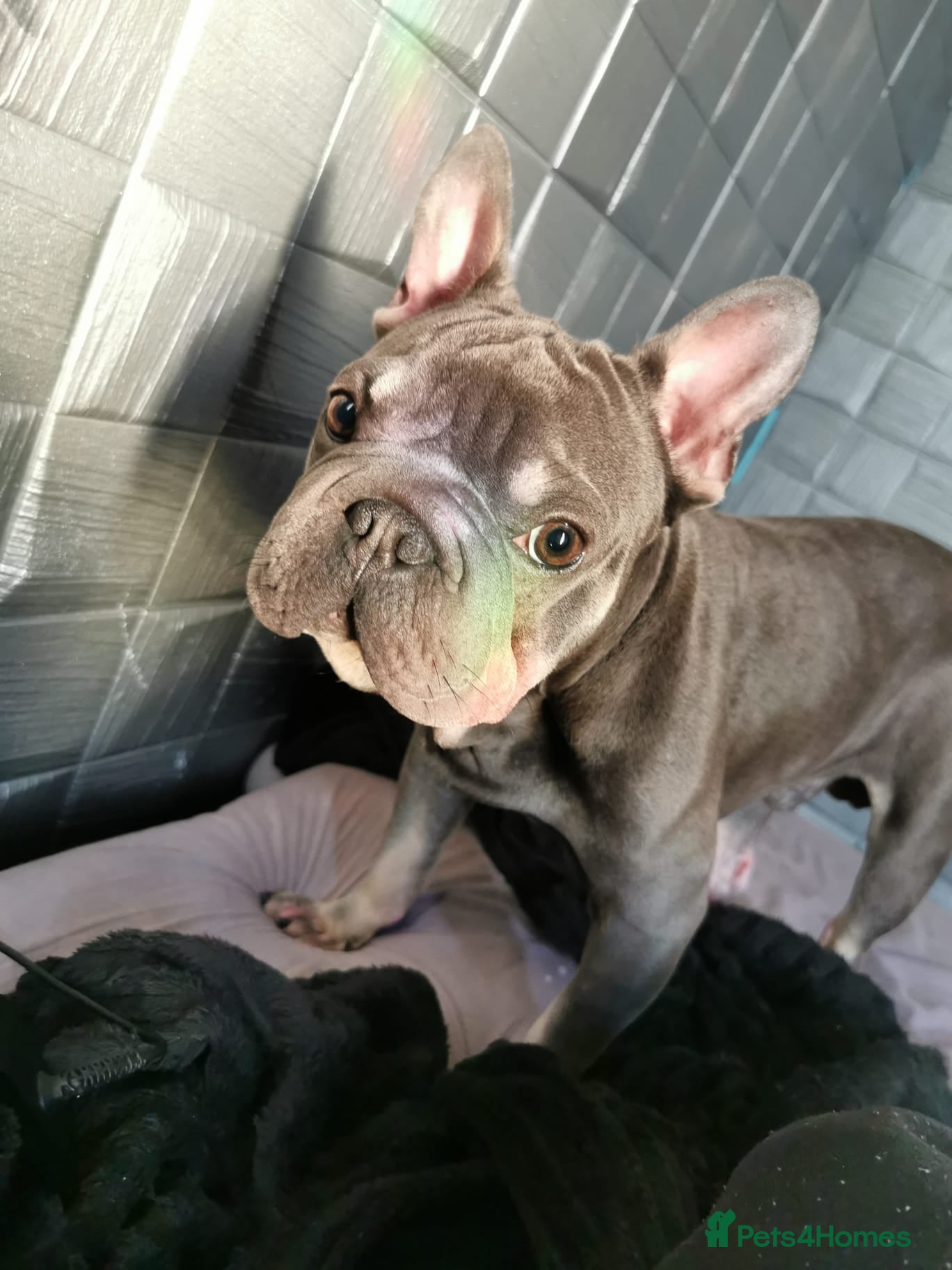 French Bulldog dogs Frenchie Fostering - Advert 1