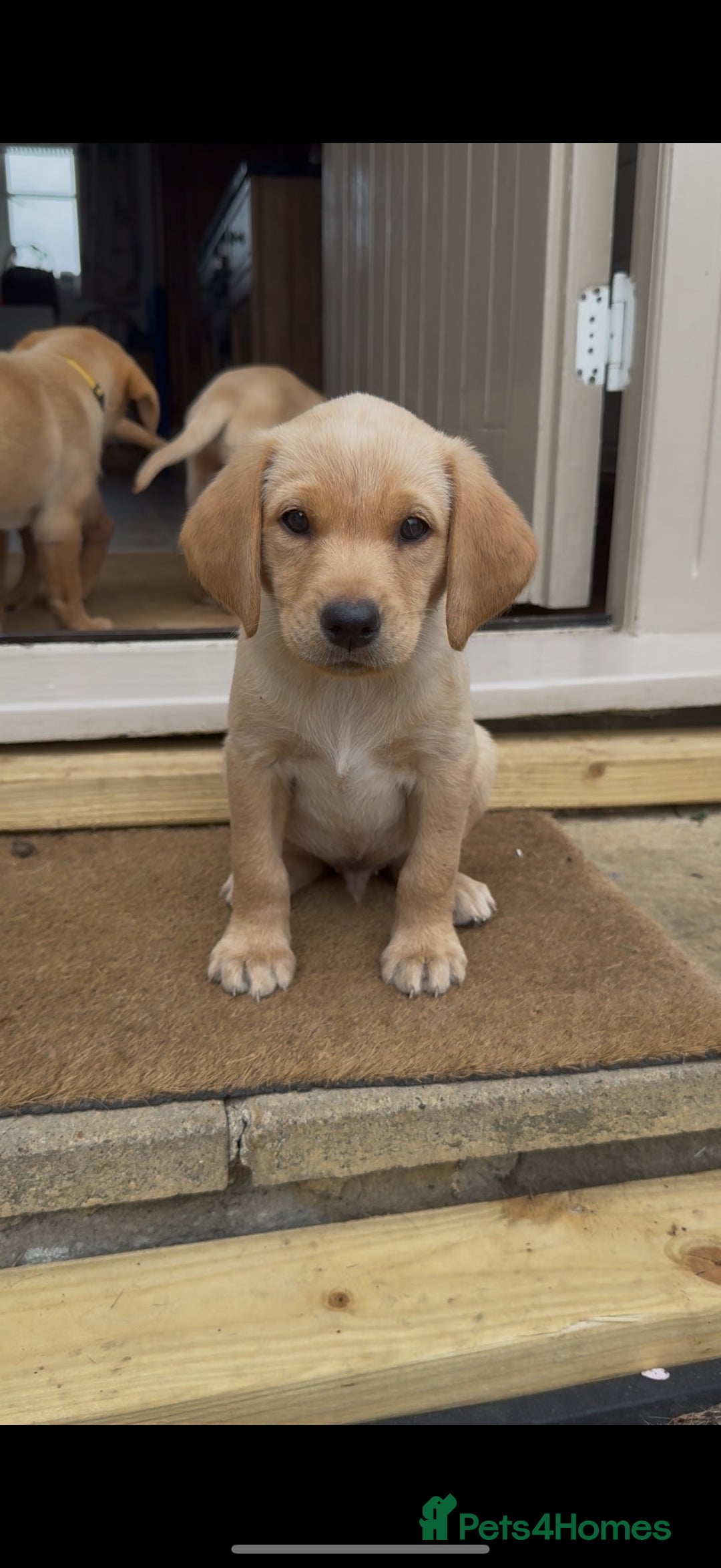 Labrador Retriever dogs for sale: 11 Exceptional Labrador Puppies - Image 5