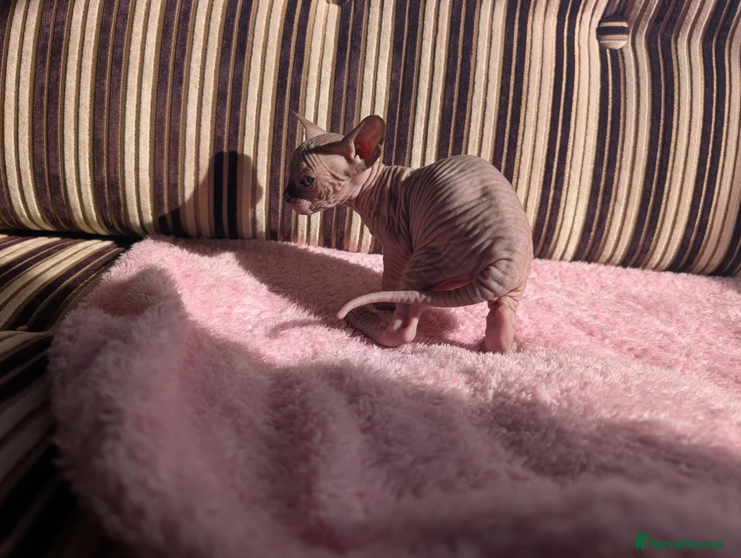 Sphynx cats for sale: Ready for reservation  - Advert 8