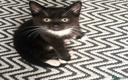 Mixed Breed cats for sale: Delightful mix-breed Siamese-black calico-kittens - Image 3