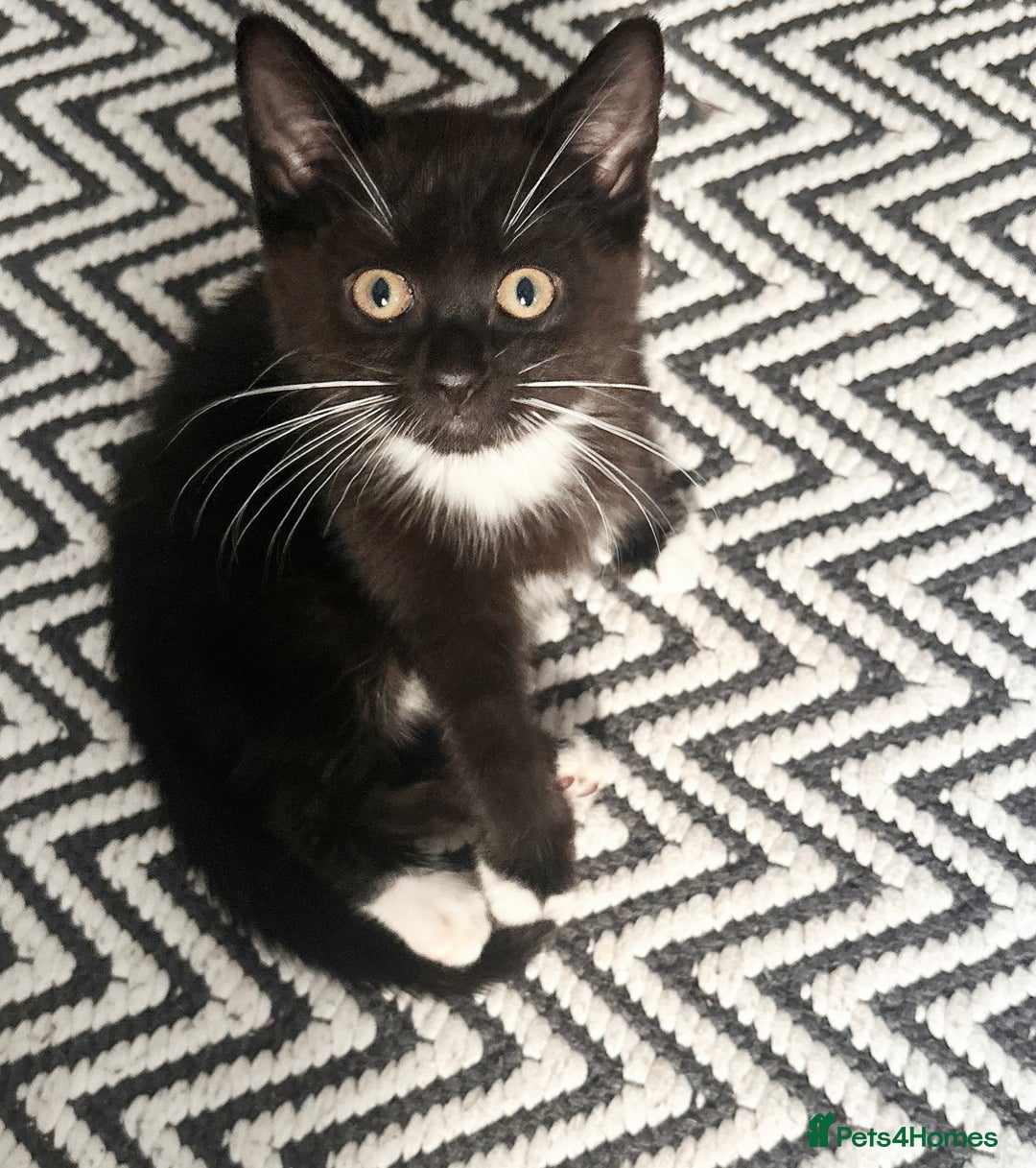 Mixed Breed cats for sale: Delightful mix-breed Siamese-black calico-kittens - Image 3
