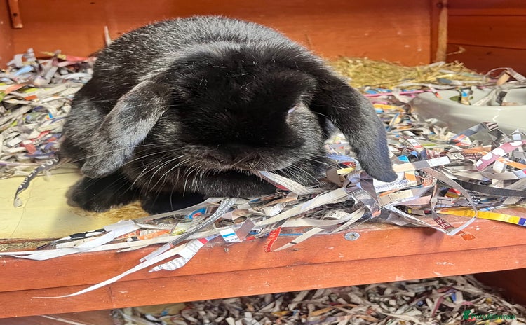 Mini Lop rabbits - Advert 1