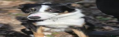 Border Collie 1
