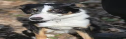 Border Collie dogs for sale: Border Collie For Sale in Wirral - Advert 13