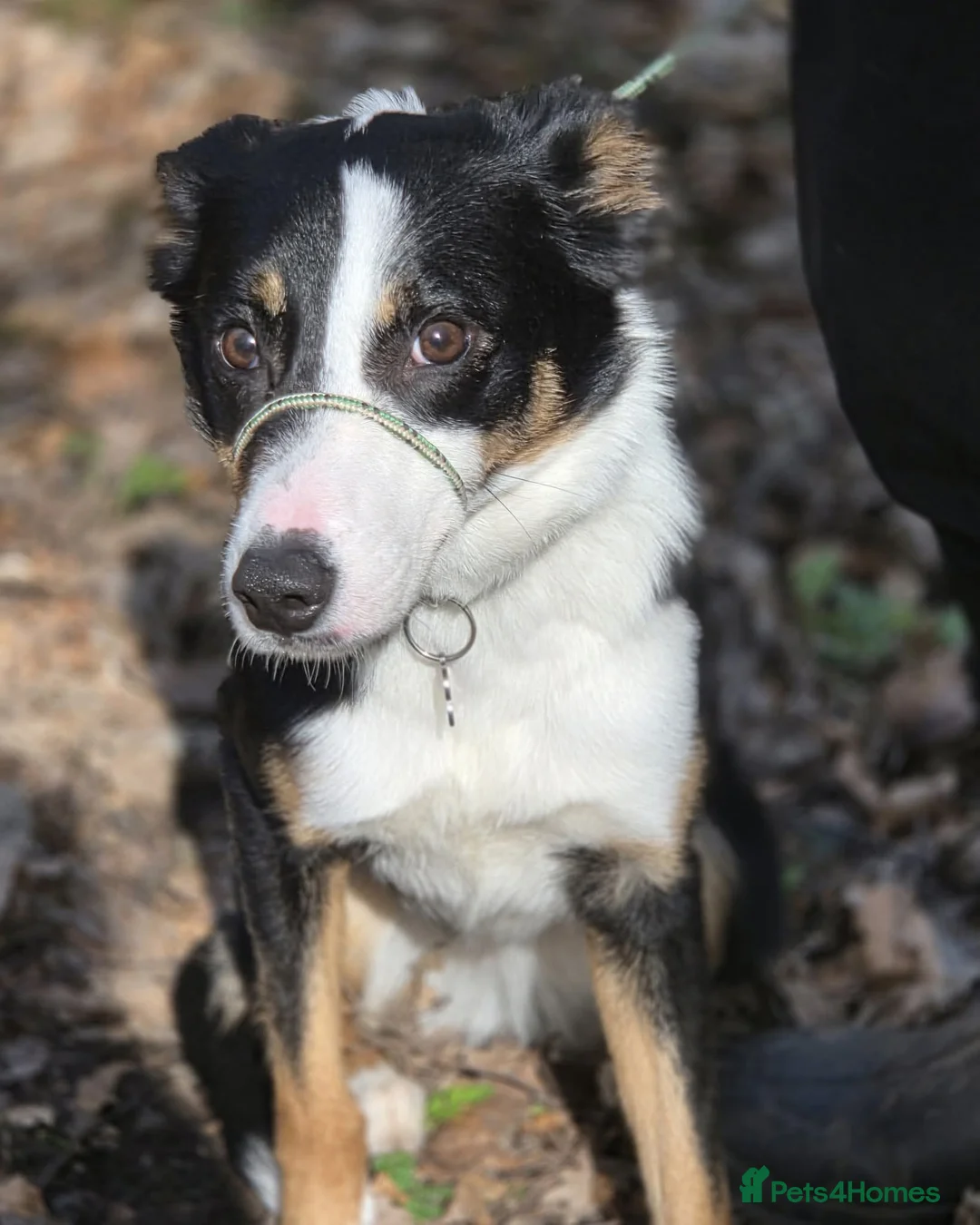 Border Collie dogs for sale: Border Collie For Sale in Wirral - Advert 13