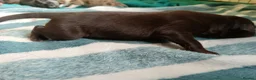 Border Collie dogs for sale: Border collie pups - Advert 11