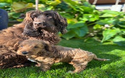 Cockapoo dogs for sale: Beautiful miniature red cockapoo girl puppy  - Image 10